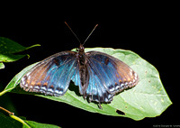 A well worn black-phase swallowtail butterfly