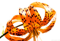 Bridgeport Tiger Lily Profile