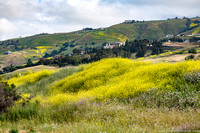 Wild mustard covering slopes near and far