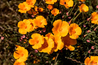 Spotlight on California Poppies