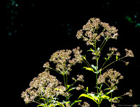 Intricate flowers of Joe Pye weed