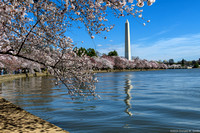 Postcard view of the Washington Monument and Tidal Basin