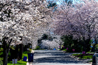 Cherry trees line streets in the Kenwood section of Bethesda