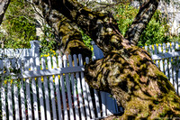 Tree eats fence
