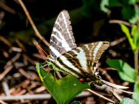Wonderfully colored zebra swallowtail butterfly