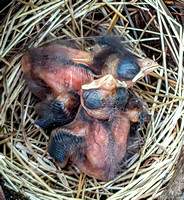 Cardinal hatchlings