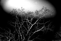 Light capture, winter structure